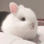 粉粉的头像-989论坛