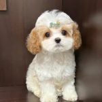 可卡布的头像-989论坛