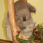 睡不醒的考拉的头像-989论坛